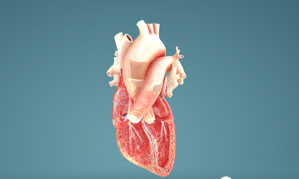 Human Heart